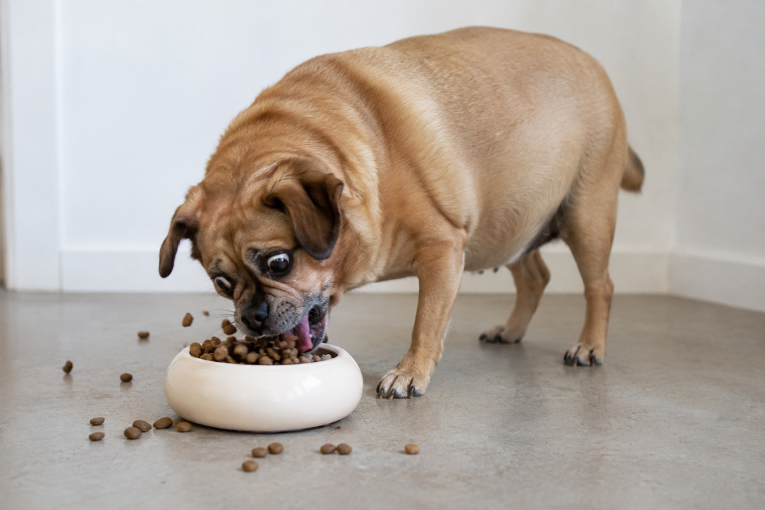 Perro con ansiedad y cuenco slow feeder Dog & Clay