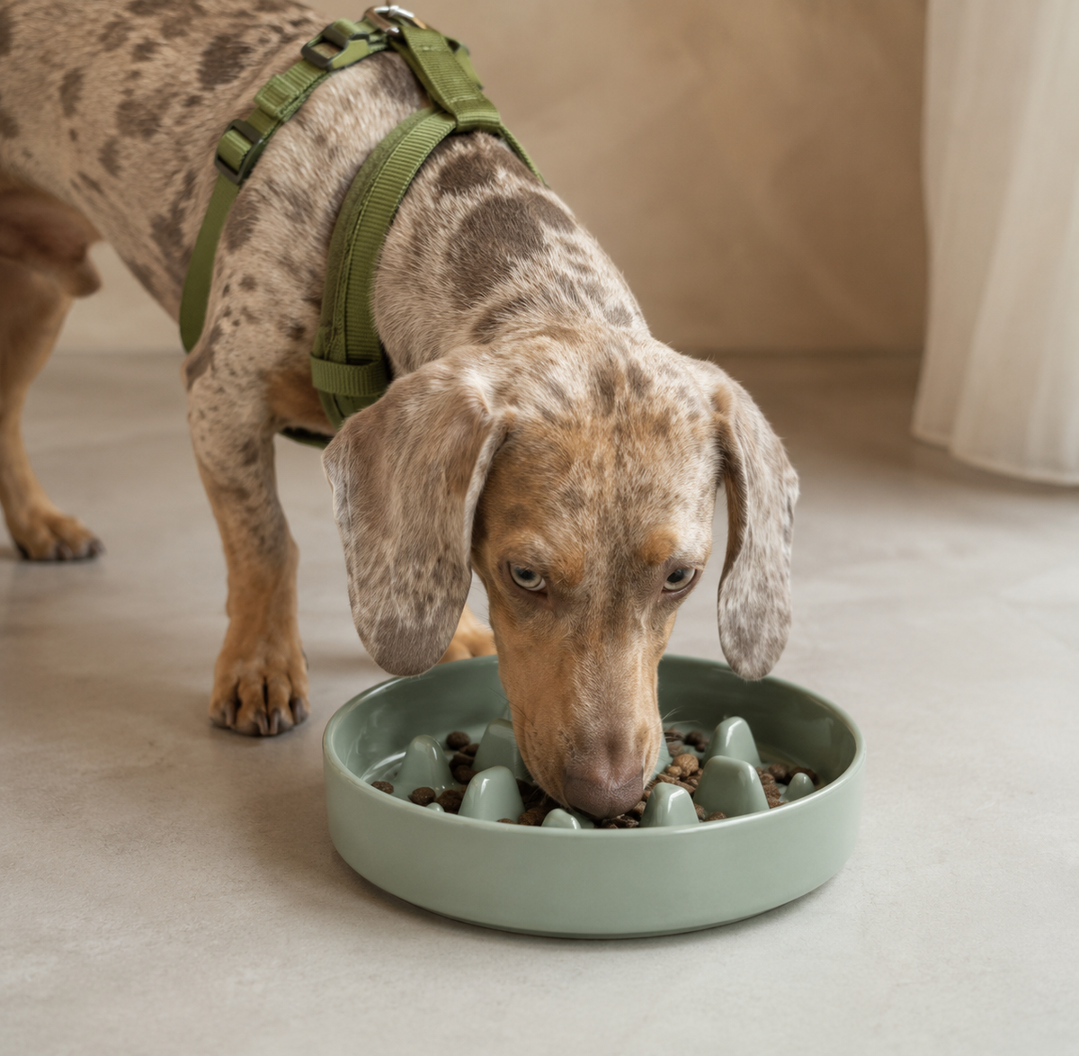 Cuenco slow feeder de cerámica Jade para perros que comen rápido