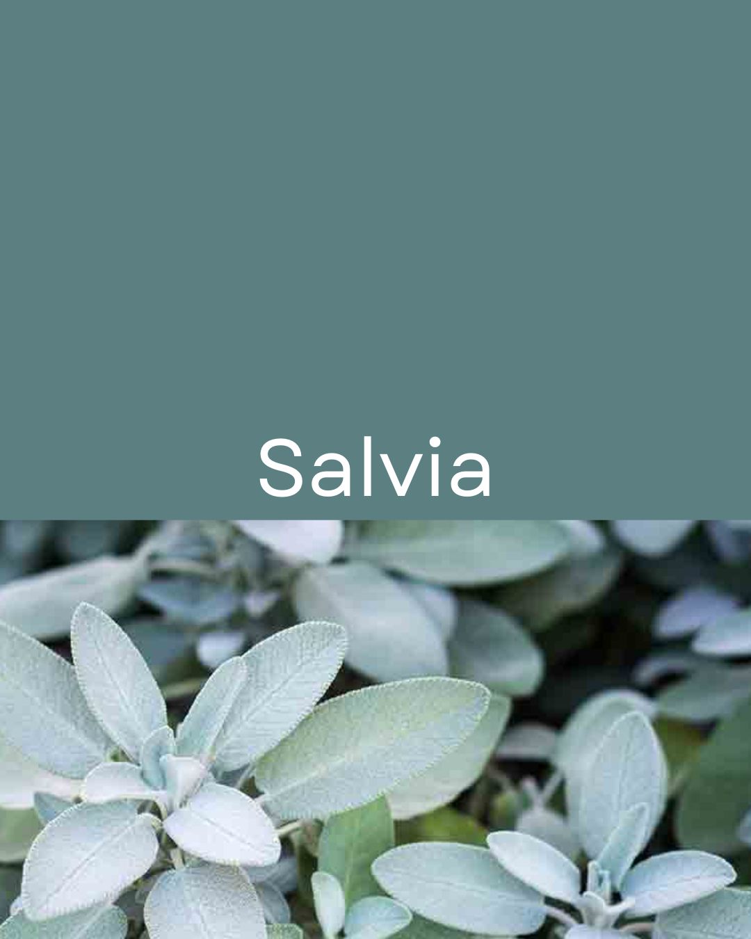 Cuenco Halo Salvia | Perros pequeños - medianos