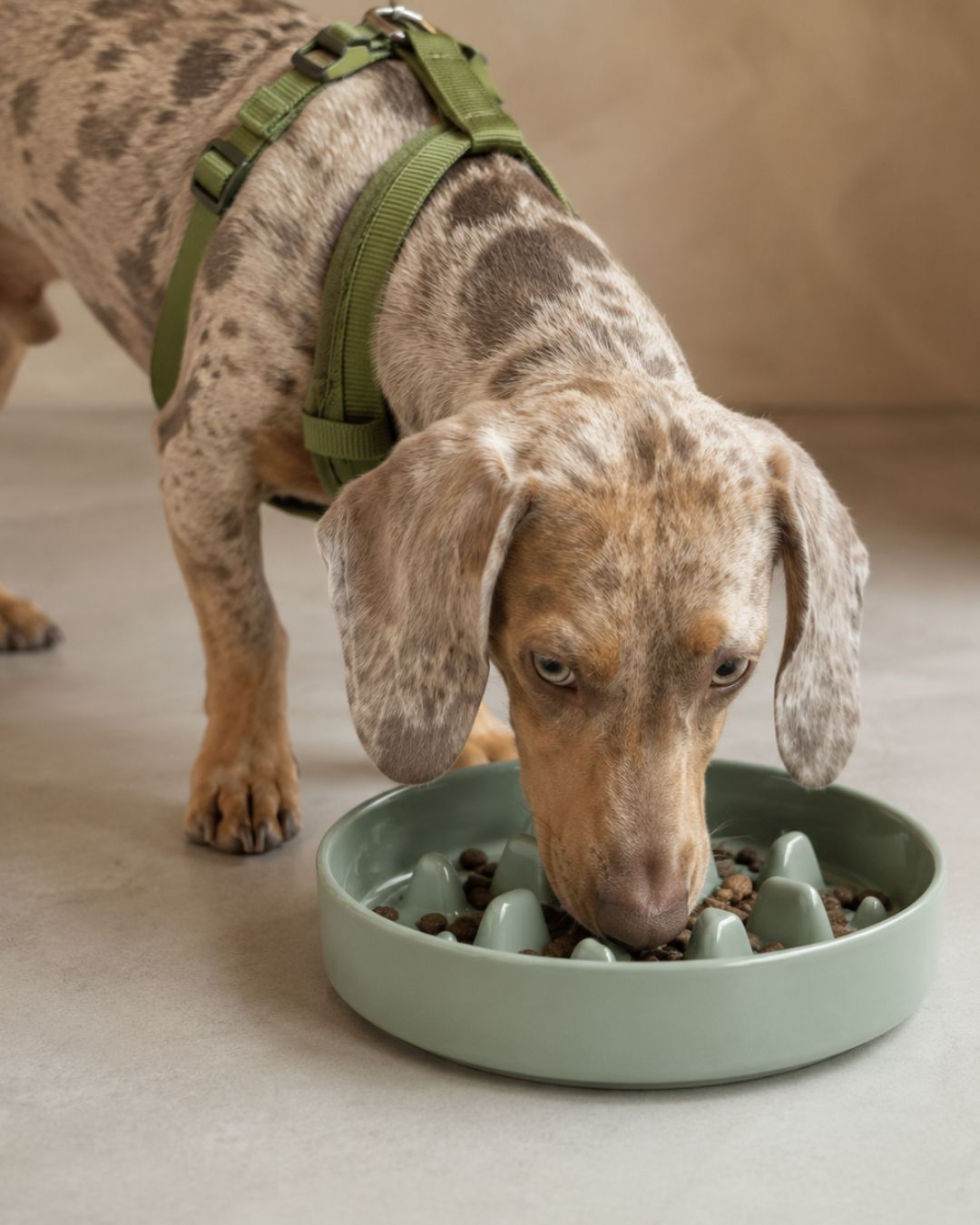 Cuenco Slow Feed Large Jade | Perros grandes