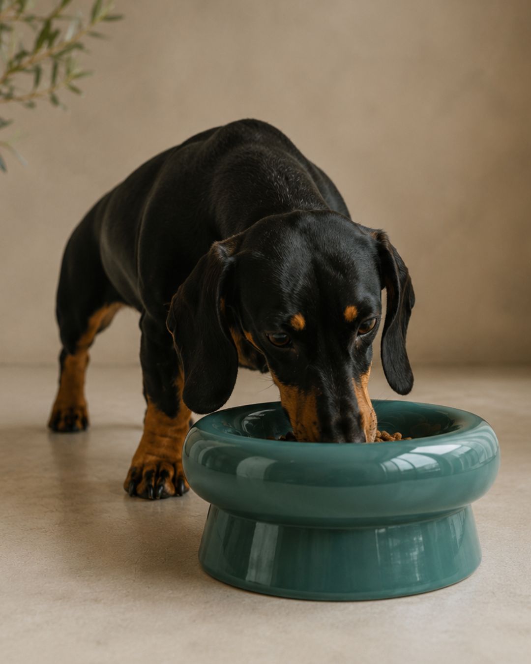 Cuenco Halo Salvia | Perros pequeños - medianos