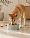 Cuenco Classic Medium Jade | Perros pequeños y medianos